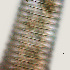  ( - NID-N942)  @11 [ ] CreativeCommons - Attribution Non-Commercial (2017) Tom Powers University of Nebraska