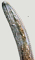  ( - NID-N944)  @11 [ ] CreativeCommons - Attribution Non-Commercial (2017) Tom Powers University of Nebraska