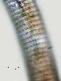  ( - NID-N944)  @11 [ ] CreativeCommons - Attribution Non-Commercial (2017) Tom Powers University of Nebraska