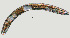  ( - NID-N947)  @11 [ ] CreativeCommons - Attribution Non-Commercial (2017) Tom Powers University of Nebraska