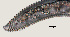  ( - NID-N971)  @11 [ ] CreativeCommons - Attribution Non-Commercial (2017) Tom Powers University of Nebraska