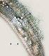  ( - NID-N972)  @11 [ ] CreativeCommons - Attribution Non-Commercial (2017) Tom Powers University of Nebraska
