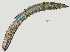  ( - NID-N989)  @11 [ ] CreativeCommons - Attribution Non-Commercial (2017) Tom Powers University of Nebraska