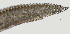  ( - NID-N989)  @11 [ ] CreativeCommons - Attribution Non-Commercial (2017) Tom Powers University of Nebraska