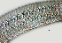  ( - NID-N989)  @11 [ ] CreativeCommons - Attribution Non-Commercial (2017) Tom Powers University of Nebraska