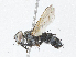  ( - CBG-A04495-D10)  @11 [ ] CreativeCommons - Attribution (2023) CBG Photography Group Centre for Biodiversity Genomics