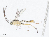  ( - CBG-A04496-A06)  @11 [ ] CreativeCommons - Attribution (2023) CBG Photography Group Centre for Biodiversity Genomics