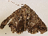  ( - CBG-A04518-B03)  @11 [ ] CreativeCommons - Attribution (2023) CBG Photography Group Centre for Biodiversity Genomics