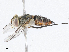  ( - CBG-A05371-A04)  @11 [ ] CreativeCommons - Attribution (2023) CBG Photography Group Centre for Biodiversity Genomics