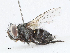  (Frontiniella Malaise3925 - CBG-A05371-B06)  @11 [ ] CreativeCommons - Attribution (2023) CBG Photography Group Centre for Biodiversity Genomics
