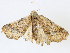  ( - CBG-A06210-C10)  @11 [ ] CreativeCommons - Attribution (2023) CBG Photography Group Centre for Biodiversity Genomics