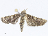  ( - CBG-A05429-E06)  @11 [ ] CreativeCommons - Attribution Share - Alike (2023) CBG Photography Group Centre for Biodiversity Genomics