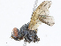  (Anisia Janzen4621 - CBG-A05430-D04)  @11 [ ] CreativeCommons - Attribution Share - Alike (2023) CBG Photography Group Centre for Biodiversity Genomics