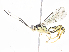  ( - CBG-A06211-H03)  @11 [ ] CreativeCommons - Attribution (2023) CBG Photography Group Centre for Biodiversity Genomics