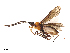  ( - CBG-A27342-C01)  @11 [ ] CreativeCommons - Attribution Share-Alike (2023) CBG Photography Group Centre for Biodiversity Genomics