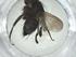  (Lixophaga Malaise8551 - CBG-A30905-F12)  @11 [ ] CreativeCommons - Attribution Share - Alike (2024) Centre for Biodiversity Genomics Centre for Biodiversity Genomics