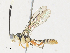  ( - CBG-A31784-E05)  @11 [ ] CreativeCommons - Attribution Share - Alike (2024) CBG Photography Group Centre for Biodiversity Genomics