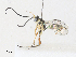  ( - CBG-A31784-F05)  @11 [ ] CreativeCommons - Attribution Share - Alike (2024) CBG Photography Group Centre for Biodiversity Genomics