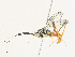  ( - CBG-A31786-C01)  @11 [ ] CreativeCommons - Attribution Share-Alike (2024) CBG Photography Group Centre for Biodiversity Genomics