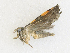  ( - CBG-A31787-C10)  @11 [ ] CreativeCommons - Attribution Share-Alike (2024) CBG Photography Group Centre for Biodiversity Genomics