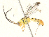  (Lycorina apicalisDHJ03 - CBG-A31788-H05)  @11 [ ] CreativeCommons - Attribution Share-Alike (2024) CBG Photography Group Centre for Biodiversity Genomics