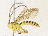  ( - CBG-A31788-H09)  @11 [ ] CreativeCommons - Attribution Share-Alike (2024) CBG Photography Group Centre for Biodiversity Genomics