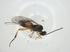  (Promicrogaster Janzen77 - CBG-A32581-D10)  @11 [ ] CreativeCommons - Attribution Share - Alike (2024) Centre for Biodiversity Genomics Centre for Biodiversity Genomics