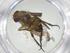  (Ceromya Malaise9320 - CBG-A32589-G12)  @11 [ ] CreativeCommons - Attribution Share - Alike (2024) Centre for Biodiversity Genomics Centre for Biodiversity Genomics
