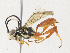  ( - CBG-A33437-C07)  @11 [ ] CreativeCommons - Attribution Share - Alike (2024) CBG Photography Group Centre for Biodiversity Genomics