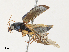  (Notiobia sp2 - CBG-A33438-B06)  @11 [ ] CreativeCommons - Attribution Share - Alike (2024) CBG Photography Group Centre for Biodiversity Genomics