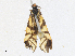  ( - CBG-A33438-G01)  @11 [ ] CreativeCommons - Attribution Share - Alike (2024) CBG Photography Group Centre for Biodiversity Genomics