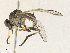  ( - CBG-A33439-A02)  @11 [ ] CreativeCommons - Attribution Share - Alike (2024) CBG Photography Group Centre for Biodiversity Genomics