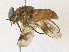  ( - CBG-A33439-D07)  @11 [ ] CreativeCommons - Attribution Share - Alike (2024) CBG Photography Group Centre for Biodiversity Genomics