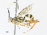  ( - CBG-A33440-B11)  @11 [ ] CreativeCommons - Attribution Share - Alike (2024) CBG Photography Group Centre for Biodiversity Genomics