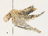  (Eupithecia Malaise9166 - CBG-A33441-C02)  @11 [ ] CreativeCommons - Attribution Share - Alike (2024) CBG Photography Group Centre for Biodiversity Genomics