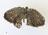  ( - CBG-A33441-G09)  @11 [ ] CreativeCommons - Attribution Share - Alike (2024) CBG Photography Group Centre for Biodiversity Genomics