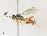 ( - CBG-A33442-A07)  @11 [ ] CreativeCommons - Attribution Share - Alike (2024) CBG Photography Group Centre for Biodiversity Genomics