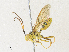  ( - CBG-A33442-B08)  @11 [ ] CreativeCommons - Attribution Share - Alike (2024) CBG Photography Group Centre for Biodiversity Genomics