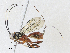  ( - CBG-A33442-C08)  @11 [ ] CreativeCommons - Attribution Share - Alike (2024) CBG Photography Group Centre for Biodiversity Genomics
