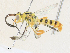  ( - CBG-A33442-E01)  @11 [ ] CreativeCommons - Attribution Share - Alike (2024) CBG Photography Group Centre for Biodiversity Genomics