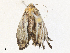  ( - CBG-A33443-A01)  @11 [ ] CreativeCommons - Attribution Share - Alike (2024) CBG Photography Group Centre for Biodiversity Genomics