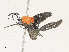  ( - CBG-A33443-D01)  @11 [ ] CreativeCommons - Attribution Share - Alike (2024) CBG Photography Group Centre for Biodiversity Genomics