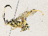  ( - CBG-A33444-E03)  @11 [ ] CreativeCommons - Attribution Share-Alike (2024) CBG Photography Group Centre for Biodiversity Genomics