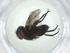  (Sphaerina Janzen4945 - CBG-A33554-C01)  @11 [ ] CreativeCommons - Attribution Share - Alike (2024) Centre for Biodiversity Genomics Centre for Biodiversity Genomics
