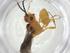  (Aridelus Malaise7385 - CBG-A33556-H08)  @11 [ ] CreativeCommons - Attribution Share - Alike (2024) Centre for Biodiversity Genomics Centre for Biodiversity Genomics