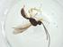  (Heterospilus Malaise9922 - CBG-A33572-A01)  @11 [ ] CreativeCommons - Attribution Share - Alike (2024) Centre for Biodiversity Genomics Centre for Biodiversity Genomics