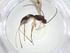  (Heterospilus Malaise6137 - CBG-A33598-D12)  @11 [ ] CreativeCommons - Attribution Share - Alike (2024) Centre for Biodiversity Genomics Centre for Biodiversity Genomics