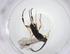  (Dolichogenidea tomdaleyiDHJ01 - CBG-A33600-D01)  @11 [ ] CreativeCommons - Attribution Share - Alike (2024) Centre for Biodiversity Genomics Centre for Biodiversity Genomics