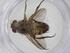 (Ceromya Malaise6234 - CBG-A34194-A07)  @11 [ ] CreativeCommons - Attribution Share - Alike (2024) Centre for Biodiversity Genomics Centre for Biodiversity Genomics