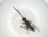  (Dolichogenidea Malaise3494 - CBG-A34225-C08)  @11 [ ] CreativeCommons - Attribution Share - Alike (2024) Centre for Biodiversity Genomics Centre for Biodiversity Genomics